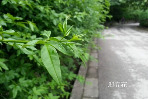 怎樣區分迎春花和連翹，看圖后再也不會傻傻分不清