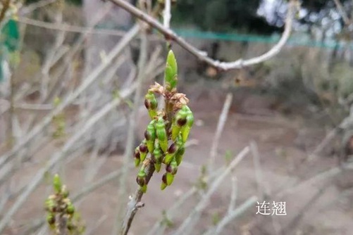 怎樣區分迎春花和連翹，看圖后再也不會傻傻分不清