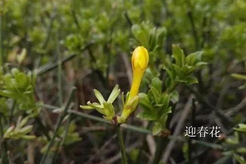 怎樣區分迎春花和連翹，看圖后再也不會傻傻分不清