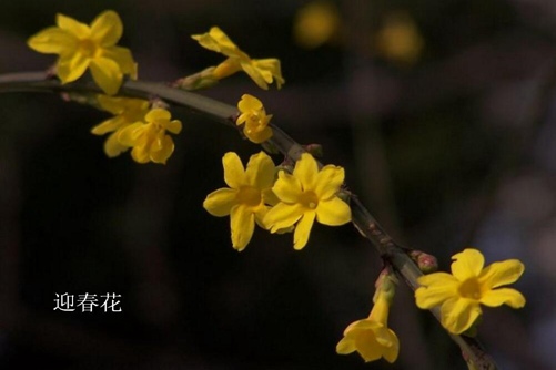 怎樣區分迎春花和連翹，看圖后再也不會傻傻分不清