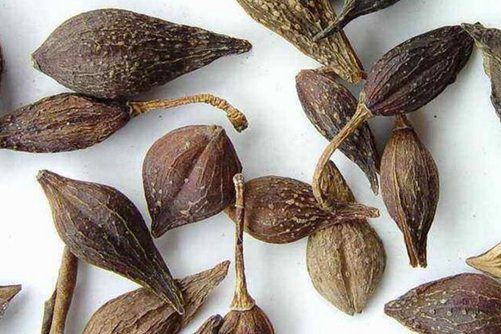 怎樣區分迎春花和連翹，看圖后再也不會傻傻分不清