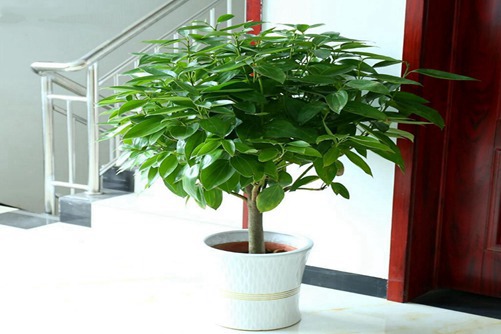 發財樹圖片，發財樹高清圖片大全