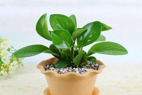 碧玉花植物如何移栽,移栽后碧玉花的養護與管理