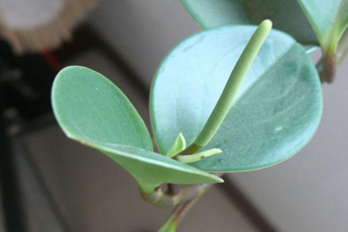 碧玉花植物如何移栽,移栽后碧玉花的養護與管理