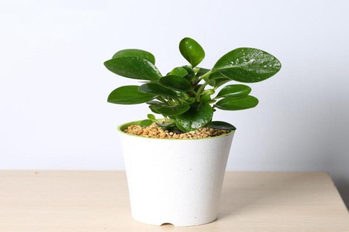碧玉花植物如何移栽,移栽后碧玉花的養護與管理