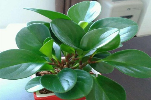 碧玉花植物如何移栽,移栽后碧玉花的養護與管理