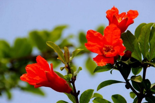 石榴花圖片，石榴花高清圖片大全