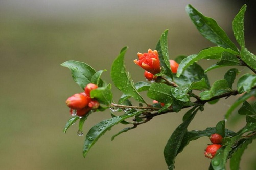 石榴花圖片，石榴花高清圖片大全