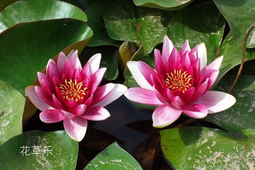 虐狗七夕節(jié)將至，七夕節(jié)送什么花給女朋友呢？