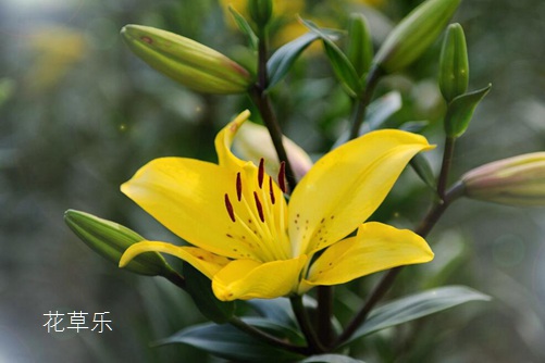 虐狗七夕節(jié)將至，七夕節(jié)送什么花給女朋友呢？
