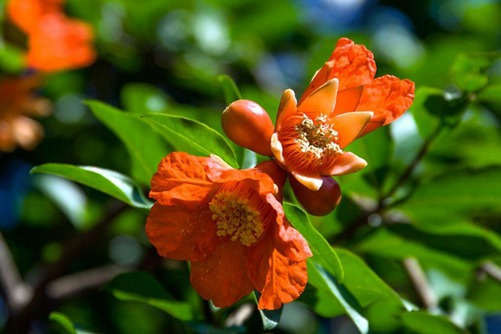 石榴花圖片，石榴花高清圖片大全