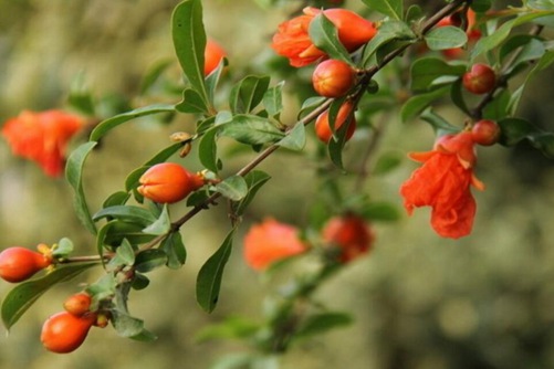 石榴花圖片，石榴花高清圖片大全