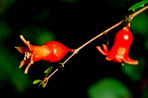 石榴花圖片，石榴花高清圖片大全