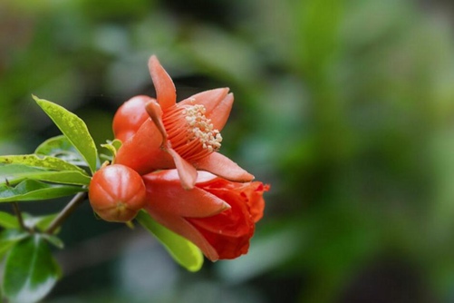 石榴花圖片，石榴花高清圖片大全
