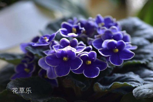 非洲堇怎么澆水，是非洲堇養(yǎng)植的不死秘訣