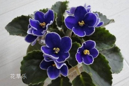 非洲堇怎么澆水，是非洲堇養(yǎng)植的不死秘訣