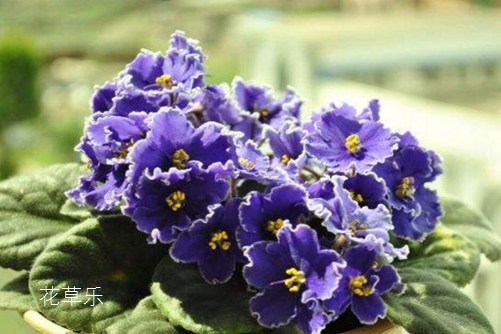 非洲堇怎么澆水，是非洲堇養(yǎng)植的不死秘訣