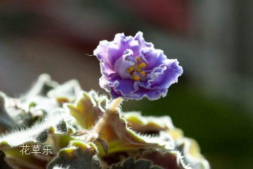 非洲堇怎么澆水，是非洲堇養(yǎng)植的不死秘訣