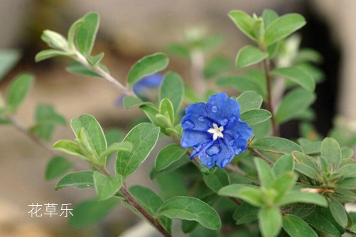 藍星花圖片大全，藍星花的高清圖片大全