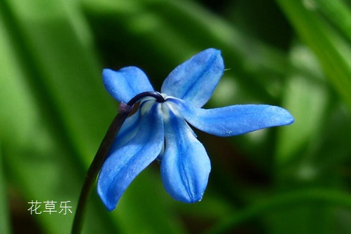 藍星花圖片大全，藍星花的高清圖片大全