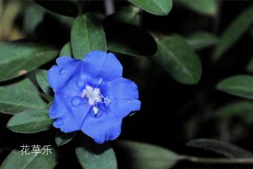 藍星花圖片大全，藍星花的高清圖片大全