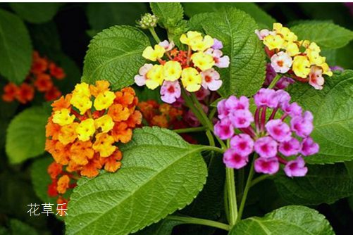 五色梅要如何養護？學會這幾點，花開得不要太放肆哦！