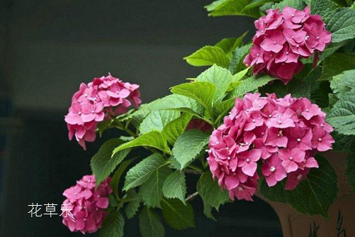 非洲堇怎么養才會四季開花？非洲堇的養殖方法及注意事項介紹