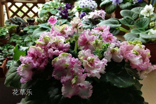 非洲堇怎么養才會四季開花？非洲堇的養殖方法及注意事項介紹