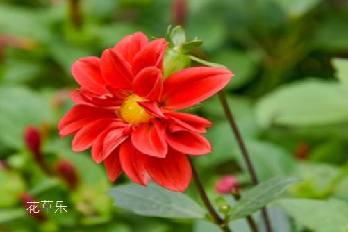 小麗花冬季是否開花？別養綠蘿多肉了，此花漂亮又好養，一年四季開花