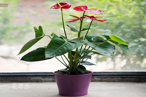 紅掌只長葉子不開花怎么辦,四種原因四種處理方法