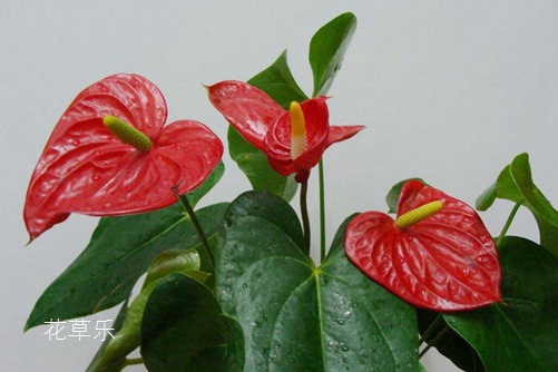 紅掌只長葉子不開花怎么辦,四種原因四種處理方法