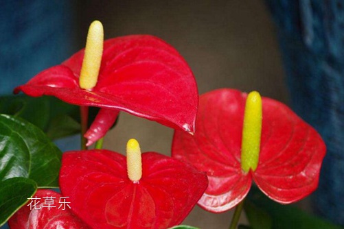 紅掌只長葉子不開花怎么辦,四種原因四種處理方法