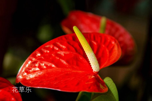 紅掌只長葉子不開花怎么辦,四種原因四種處理方法