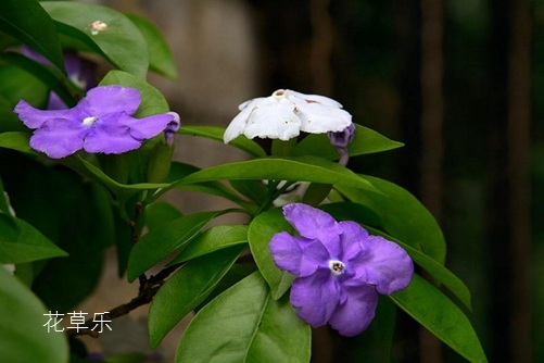 雙色茉莉圖片大全 雙色茉莉高清圖片大全