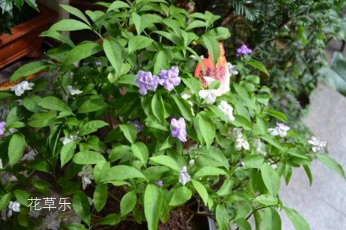 雙色茉莉圖片大全 雙色茉莉高清圖片大全