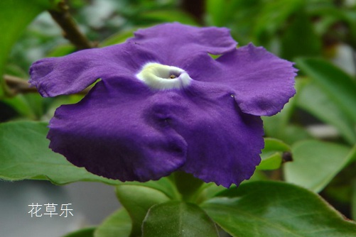 雙色茉莉圖片大全 雙色茉莉高清圖片大全