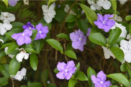 雙色茉莉圖片大全 雙色茉莉高清圖片大全