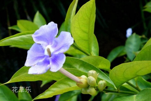 雙色茉莉圖片大全 雙色茉莉高清圖片大全
