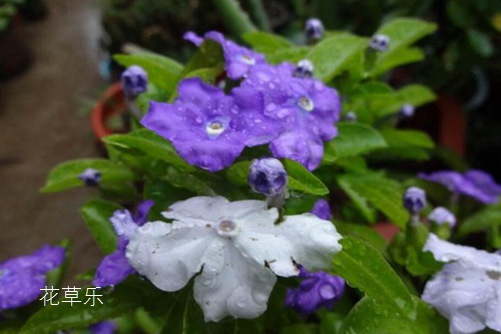 雙色茉莉圖片大全 雙色茉莉高清圖片大全