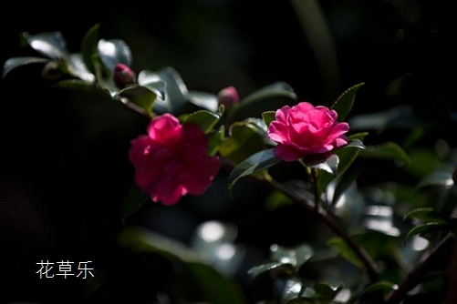 茶梅圖片大全，茶梅高清圖片大全