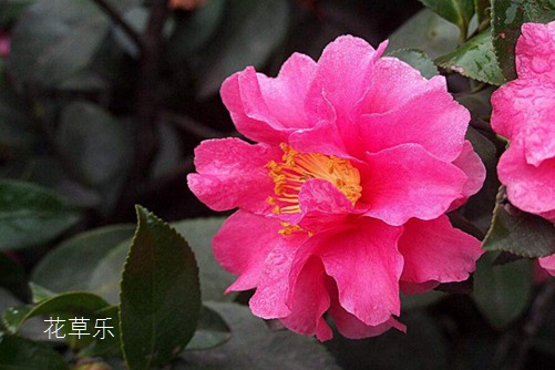 茶梅圖片大全，茶梅高清圖片大全