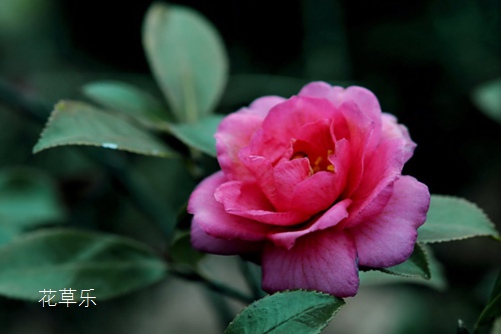 茶梅怎么養？學會以下方法，你家茶梅花開紅似火！