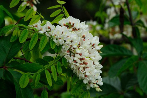 槐樹花圖片，槐樹花圖片高清大圖