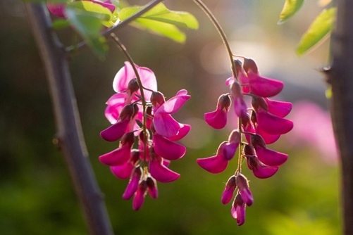 槐樹花圖片，槐樹花圖片高清大圖