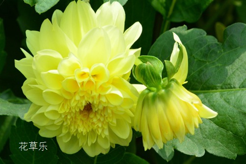 小麗花的養(yǎng)殖方法和注意事項(xiàng)，春的憧憬與秋的希望！