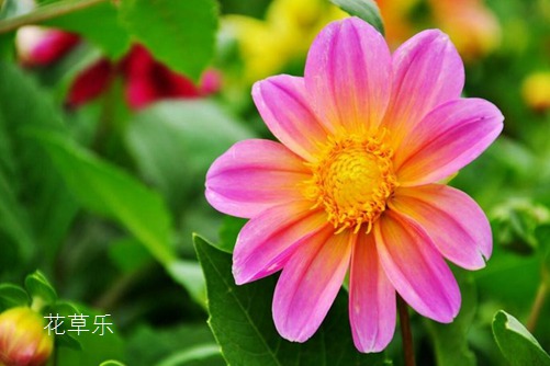 小麗花圖片大全，小麗花高清圖片大全