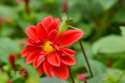 小麗花圖片大全，小麗花高清圖片大全