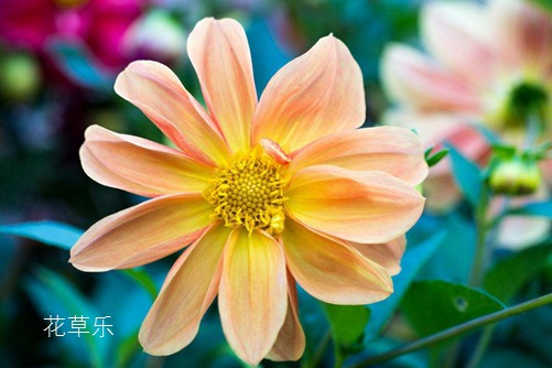 小麗花圖片大全，小麗花高清圖片大全