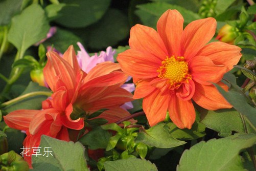小麗花圖片大全，小麗花高清圖片大全