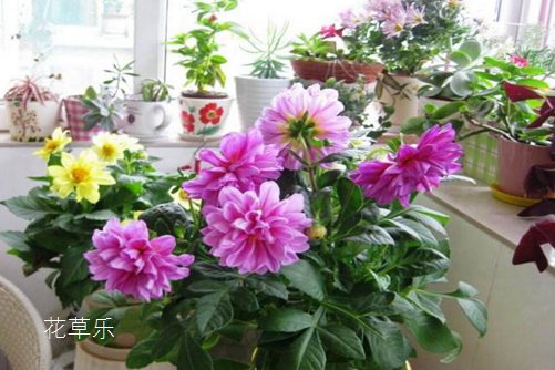 小麗花圖片大全，小麗花高清圖片大全
